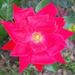 Profile Picture of Elizabeth Sparkman Blankinship (@bethblankinship) on Pinterest