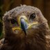 Profile Picture of Andrew Benbow (@andrewbenbow1) on Twitter