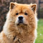 Profile Picture of Chow Chow (@chowchowreels) on Instagram