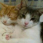 Profile Picture of Angie Crazycatlady Bartlett (@angiebartlett) on Instagram