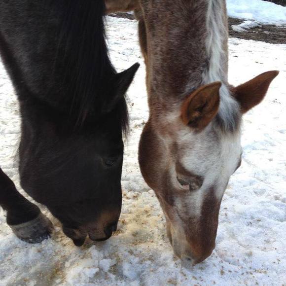 Profile Picture of Carla Mackinnon (@carlamackinnon) on Poshmark