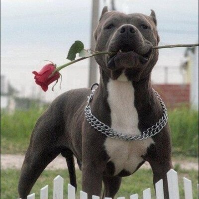 Profile Picture of Peter Mastro (@PeterMastro) on Twitter