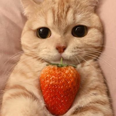 Profile Picture of มาม่าต้มยำกุ้ง (@MamaaTomYumKung) on Twitter