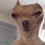 Profile Picture of 🅱️ℹ️✝️↪️♊️ (@lisa.edl_privat) on Instagram