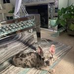 Profile Picture of Sonya Giles (@quavo_dafrenchie) on Instagram