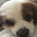 Clare Barton - Instagram Profile Picture of Clare Barton (@ozzieclareb) on Instagram