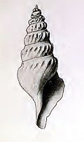 Profile Picture of Comitas thisbeon Wikipedia