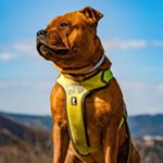 Profile Picture of Challenger Brenneke (@petersssgs) on Instagram