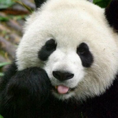 Profile Picture of Muhammad Halim (@Halim_cs10) on Twitter