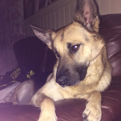 Profile Picture of Isabelle Walsh (@Walsh20Isabelle) on Twitter