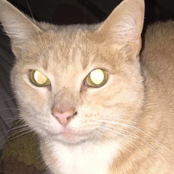 Profile Picture of Zachery Smith (@bakaisme) on Poshmark