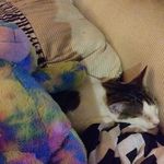 Profile Picture of cierra fox (@kat_lover8013) on Instagram