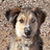 Profile Picture of Michael (@Verde SAR dog) on Flickr