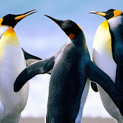 Profile Picture of Kees Knoflook (@keesknoflook7254) on Youtube