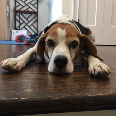 Profile Picture of DixieDog (@Shannon_Erdmann) on Twitter