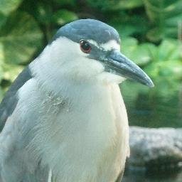 Profile Picture of Aloha Chuck Matthews (@aloha_chuck) on Twitter