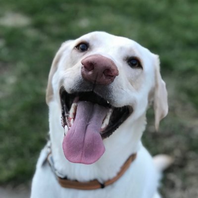 Profile Picture of Joseph Pappalardo (@drjoepappy) on Twitter