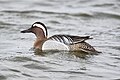 Profile Picture of Garganey - Wikipedia, the free encyclopediaon Wikipedia