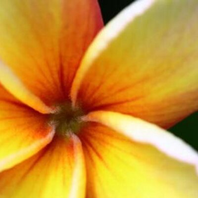 Profile Picture of Michele Sequeira (@micheleseq) on Twitter