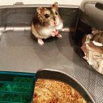 Profile Picture of Button Martin (@button_the_hamster) on Instagram