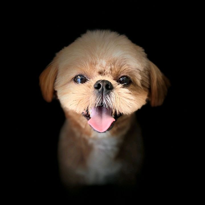 Profile Picture of leonardcool (@leonardcool) on Tiktok