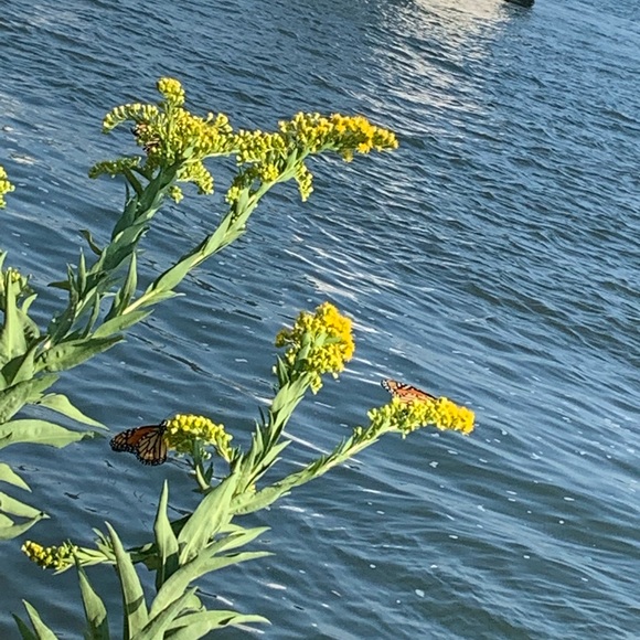 Profile Picture of Brendalynn Rodriguez (@brodr4916) on Poshmark