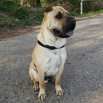 Profile Picture of Rex the SharPei (@rex_sharpei) on Instagram