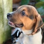 Profile Picture of Benjamin (@benny_the_coonhound) on Instagram