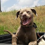 Profile Picture of Regina Roberts (@harleysangelssanctuary) on Instagram