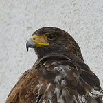 Profile Picture of Andrew Lyall (@AndrewJLyall) on Flickr