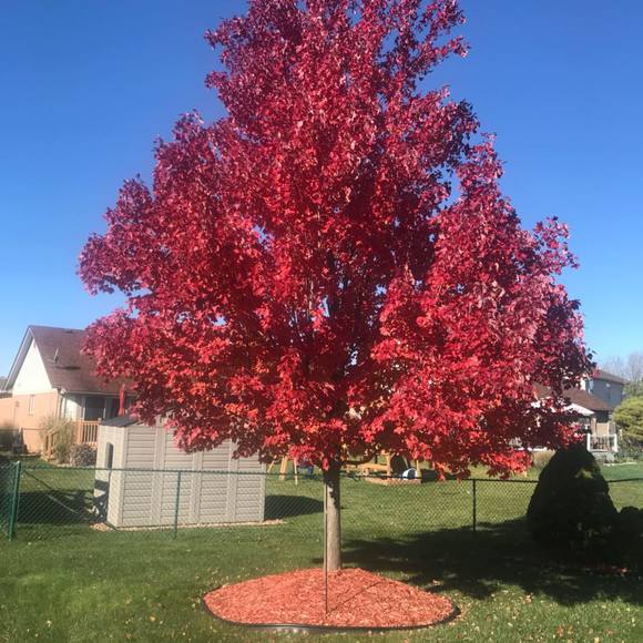 Profile Picture of Mariam Mroue (@mmroue25) on Poshmark