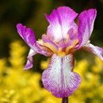 Profile Picture of Valerie Cousin (@iris.onglerie) on Instagram