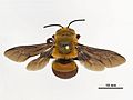 Profile Picture of Amegilla dawsonion Wikipedia