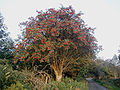 Profile Picture of Sorbus aucupariaon Wikipedia