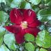 Profile Picture of Tina Dowd (@bettinadowd) on Pinterest