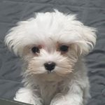 Profile Picture of 김멍이 (@jjerry0112) on Instagram