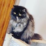 Profile Picture of BEST BETTER QUALITY 😺 (@bbq_persian_cats_641008) on Instagram