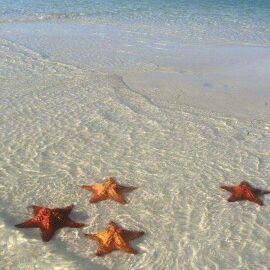 Profile Picture of Lilliam Ayala (@luli1622) on Pinterest