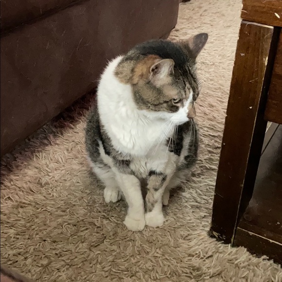 Profile Picture of Patrick Quinn (@saggypaddy) on Poshmark