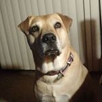 Profile Picture of Kevin Shadden (@brandydadog) on Instagram