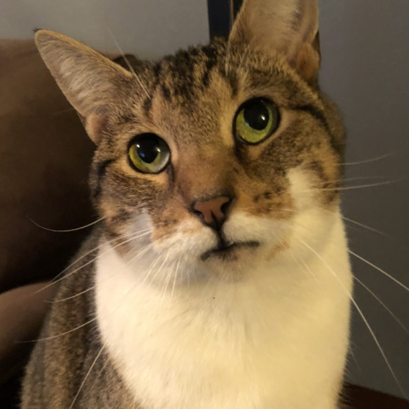 Profile Picture of Debbie Brucato (@deb31870) on Poshmark