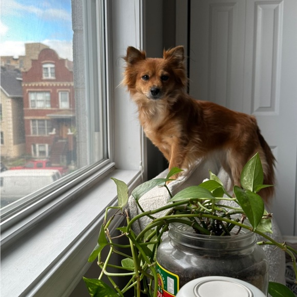 Profile Picture of Joyce Lin (@joicetotheworld) on Poshmark