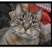Profile Picture of kate matson (@lesterlover) on Pinterest