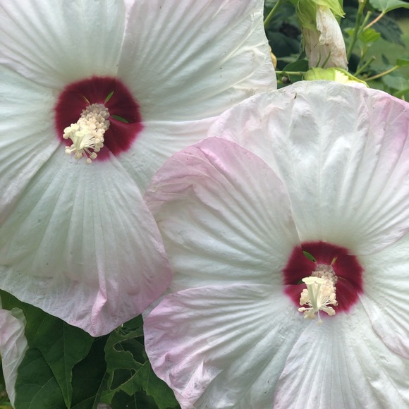 Profile Picture of Deborah Loyd (@dllwyd) on Poshmark