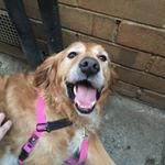 Profile Picture of Walter The Golden Retriever (@mrwalterthegoldenretriever) on Instagram