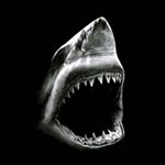 Profile Picture of Traxler Alexander (@traxler.alexander) on Instagram