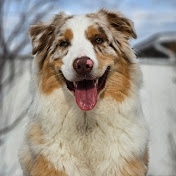 Profile Picture of Winston The Aussie Shep (@winstontheaussieshep) on Youtube