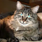Profile Picture of warriorcatsilly (@@warriorcatsilly) on Tiktok