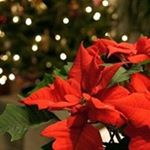 Profile Picture of Lorrie Holmes (@lorrie.holmes.9) on Instagram