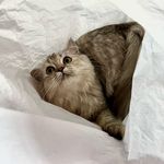 Profile Picture of Ariel Starr 🐈 (@ariel_a_cat) on Instagram